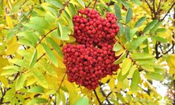 red-berry-tree
