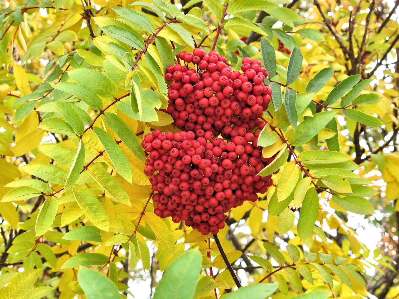 red-berry-tree